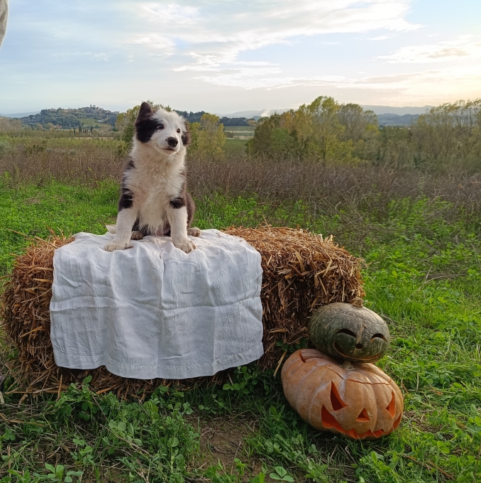 Chefren della Maschera di Tutankhamon 3 mesi - Da 1/4 di secolo BORDER COLLIE