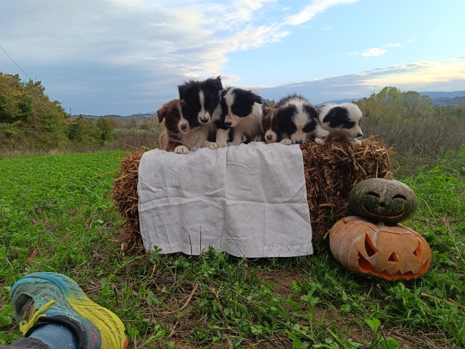  - Da 1/4 di secolo BORDER COLLIE