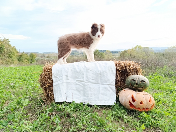 Il nuovo album cuccioli Border Collie di Halloween - Da 1/4 di secolo BORDER COLLIE