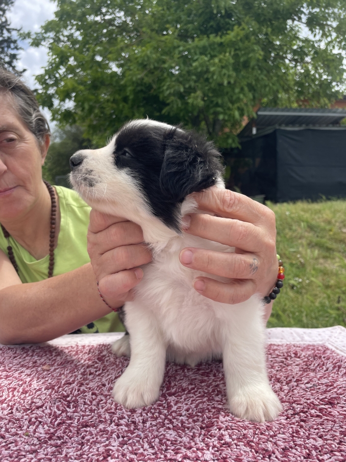  - Da 1/4 di secolo BORDER COLLIE