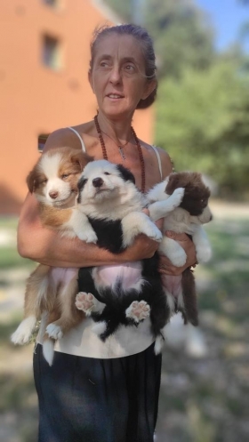 Available puppies from the best bloodline of the world - BORDER COLLIE 